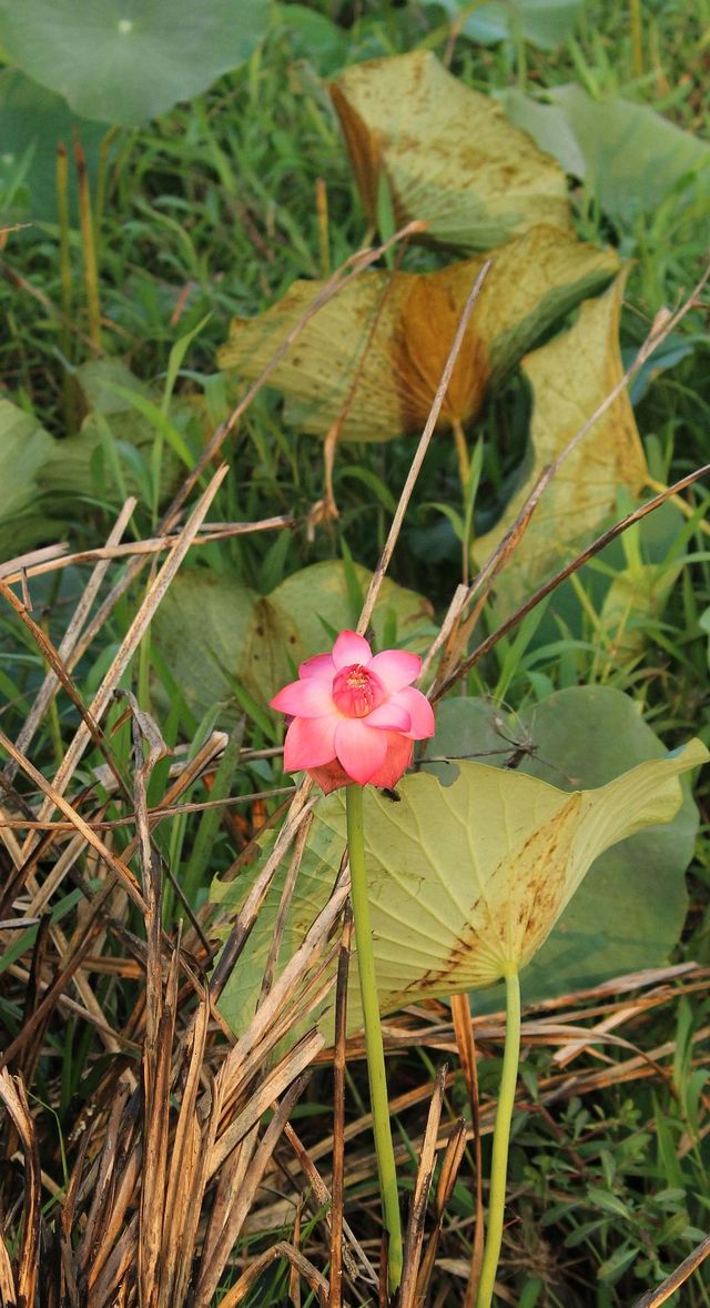 lotus