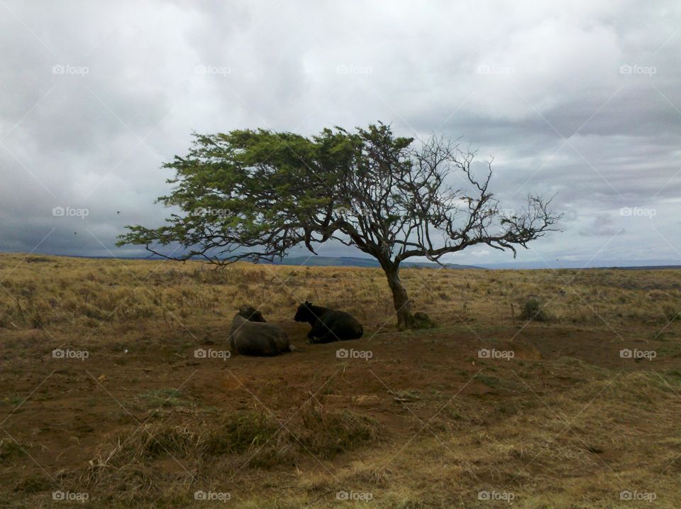cattle at South Point