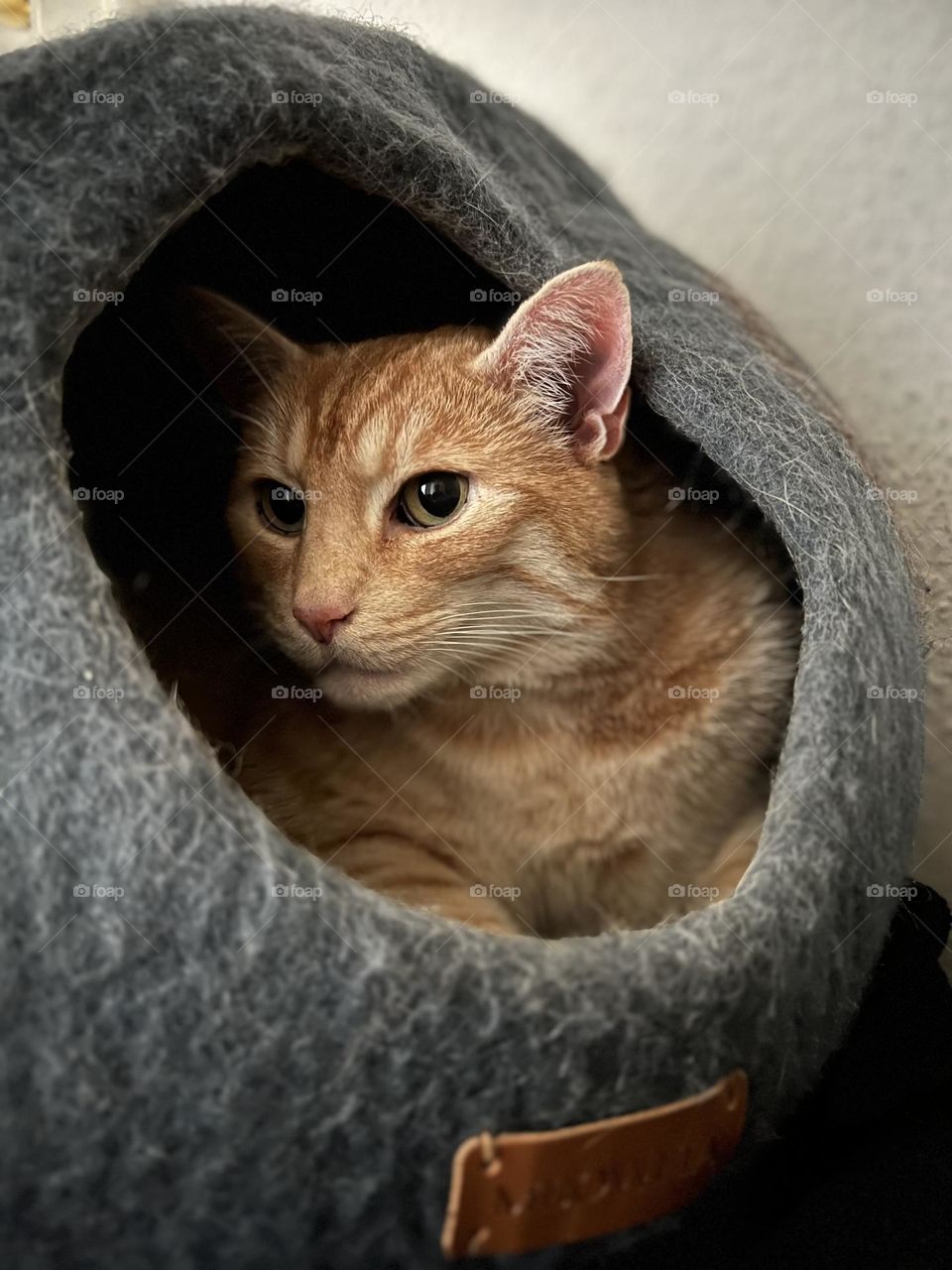 Cute cat in his cave 