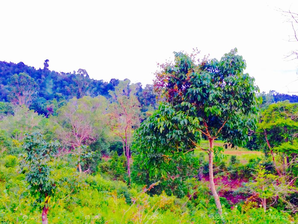 Forest of padang