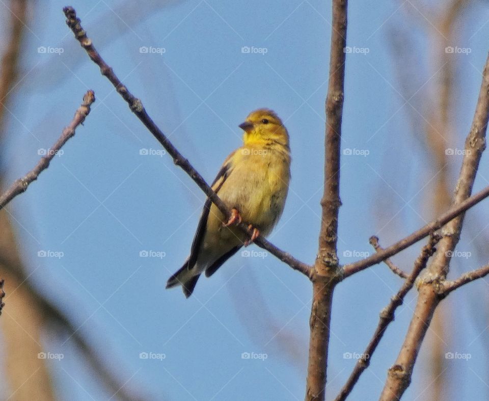 goldfinch