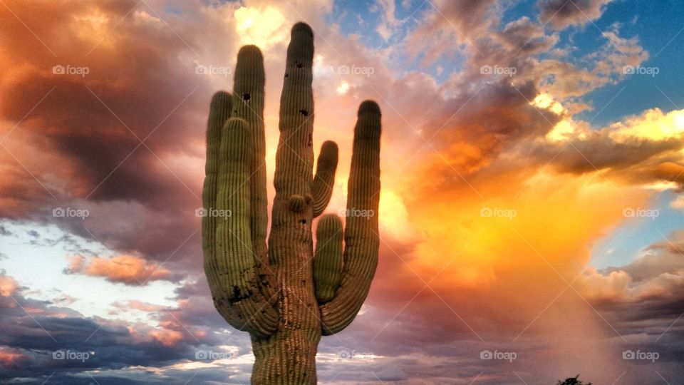 a colorful sunset behind a cactus