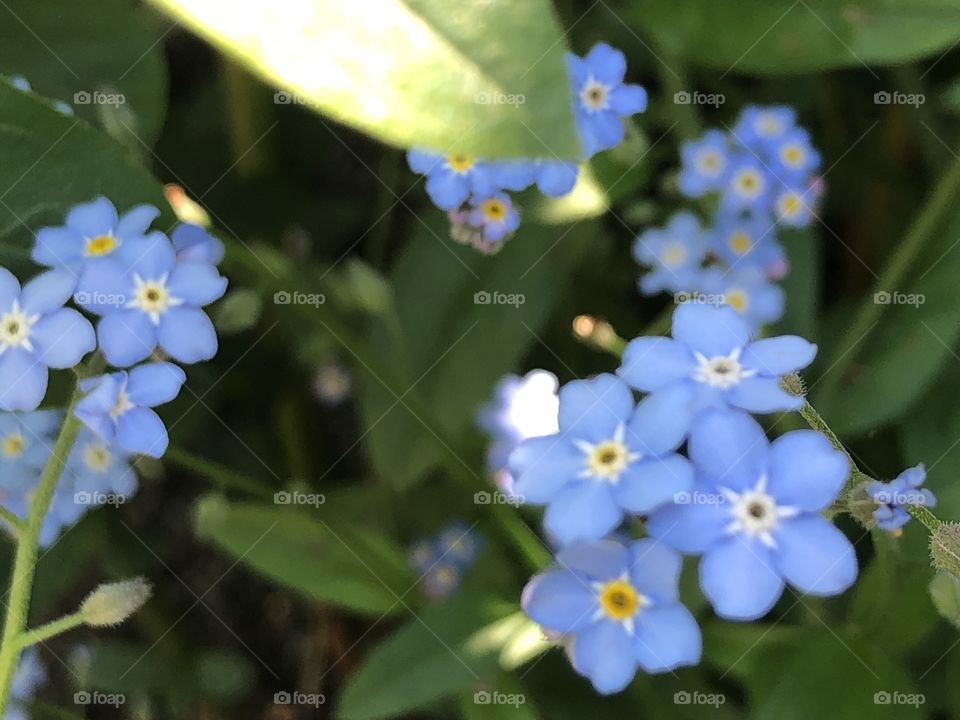 Blue Forget-me-nots