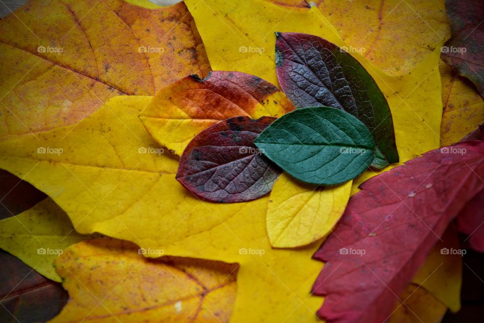 autumn colorful leaves texture background