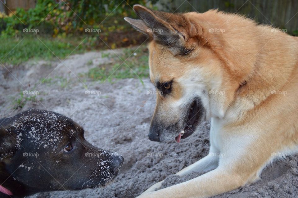 Dogs that dig together stay together