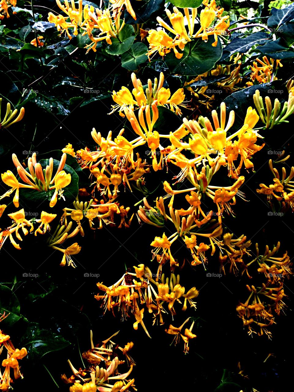 Honeysuckle . Blooming honeysuckle