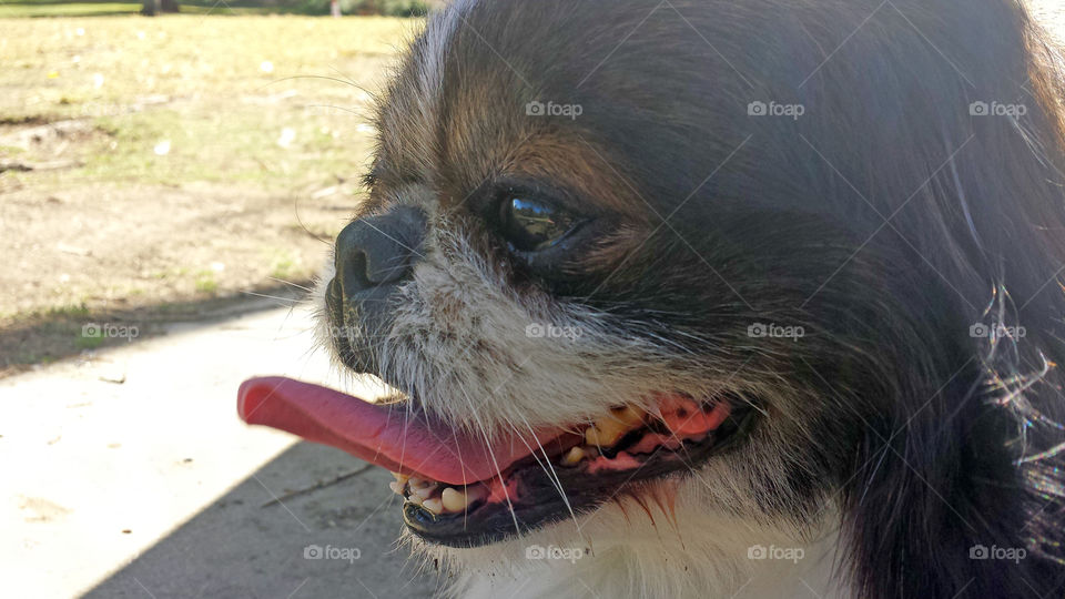 smiling pekingese at the park