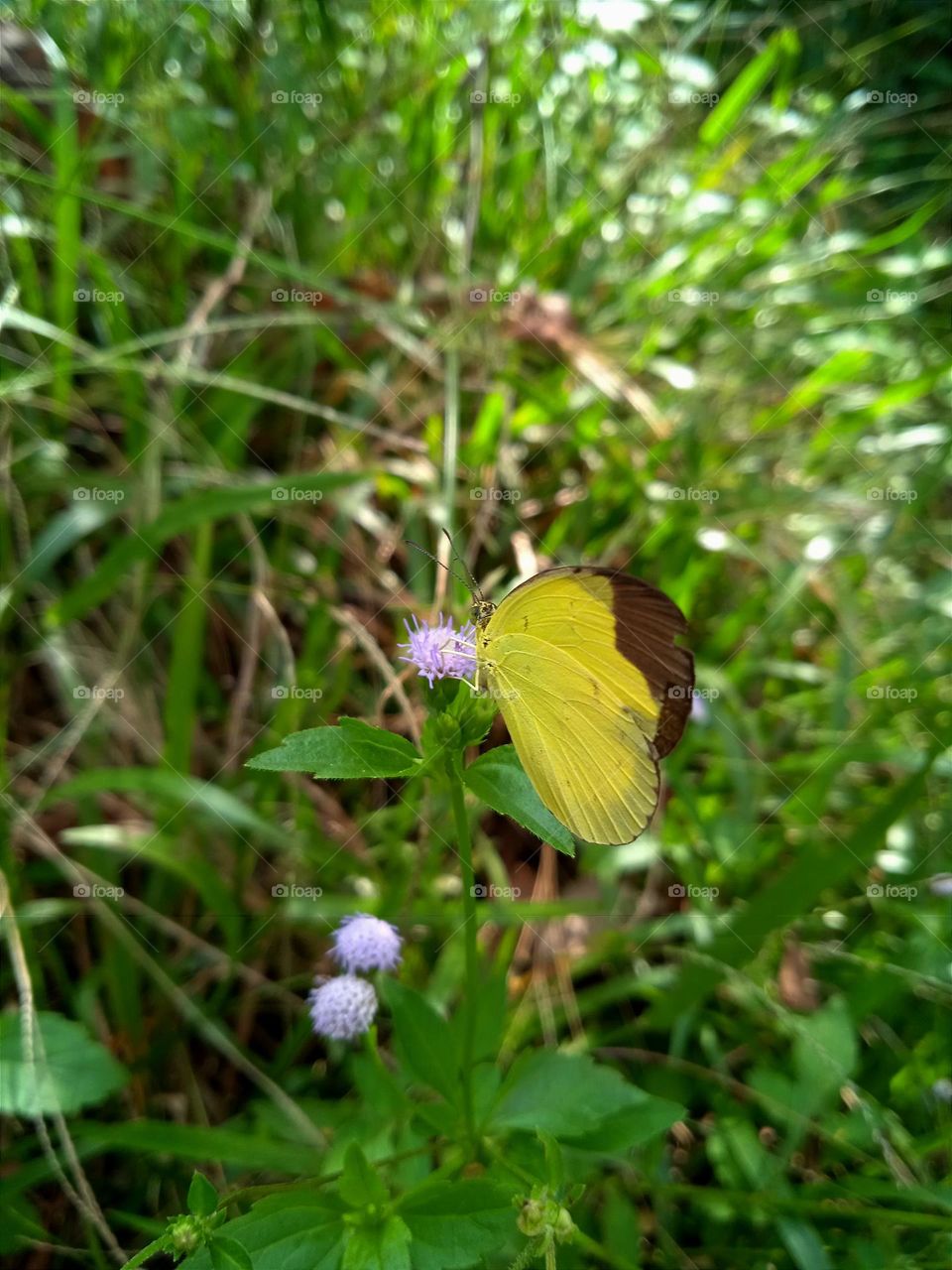 Butterfly.