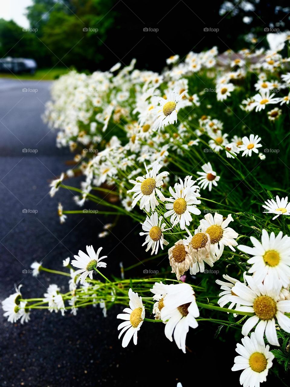 Green and white battle for beauty and balance in this gorgeous photo of daisies with long green stems 