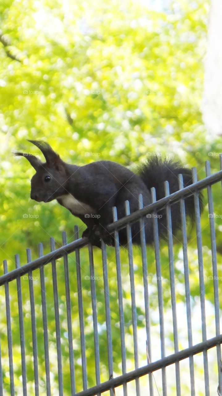 squirrel on a fence