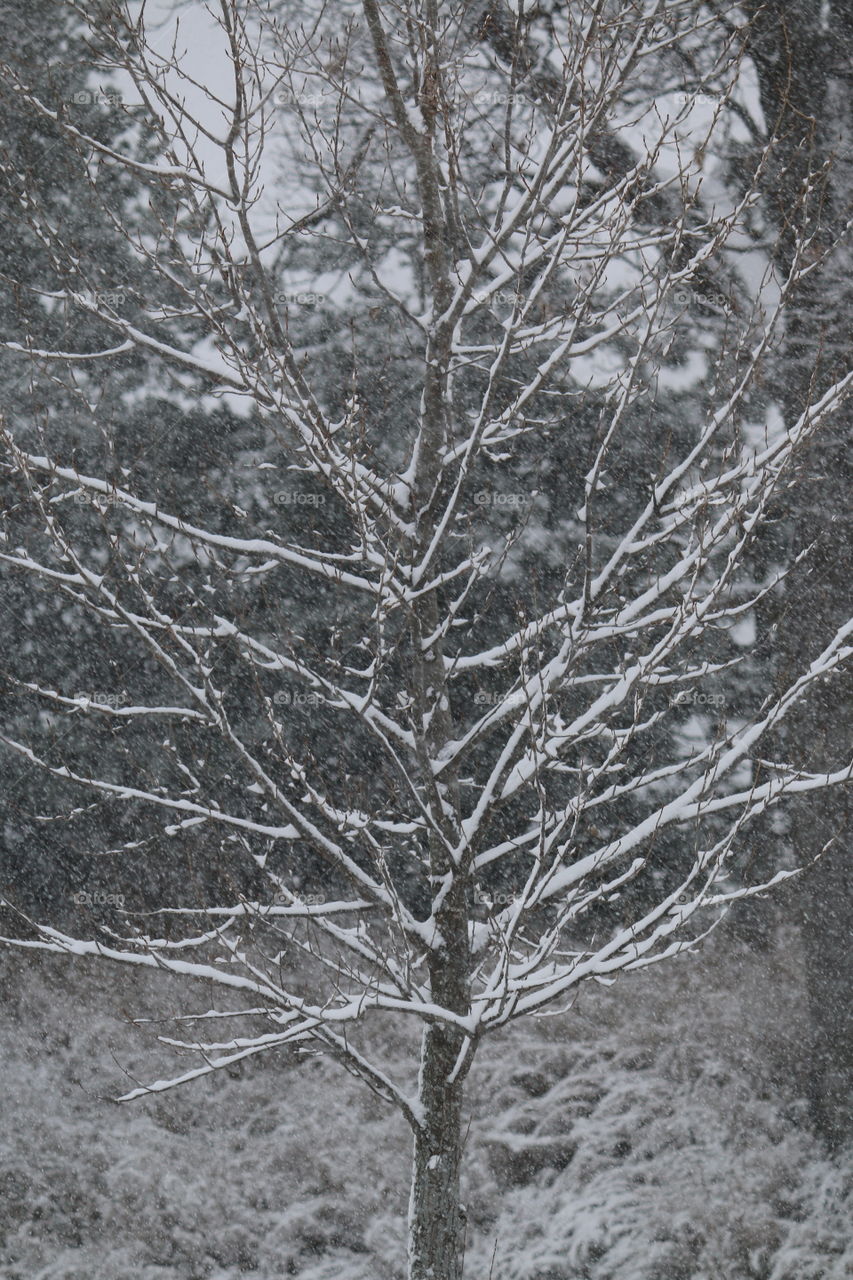 snow covered birch