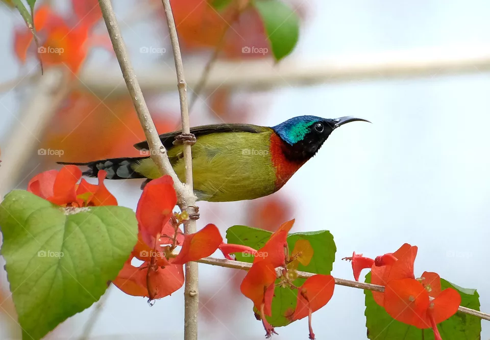 little sun bird