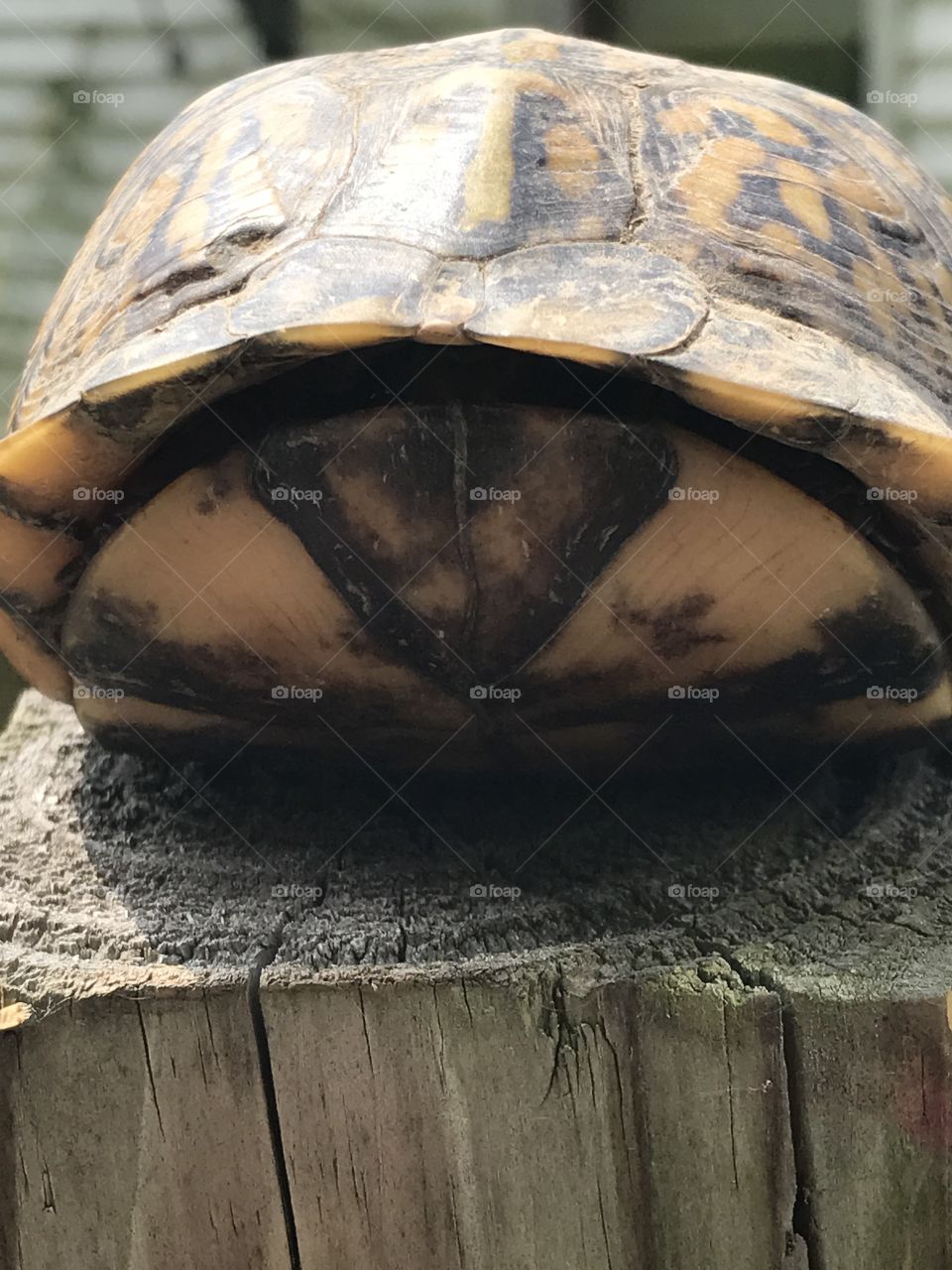 Hiding turtle
