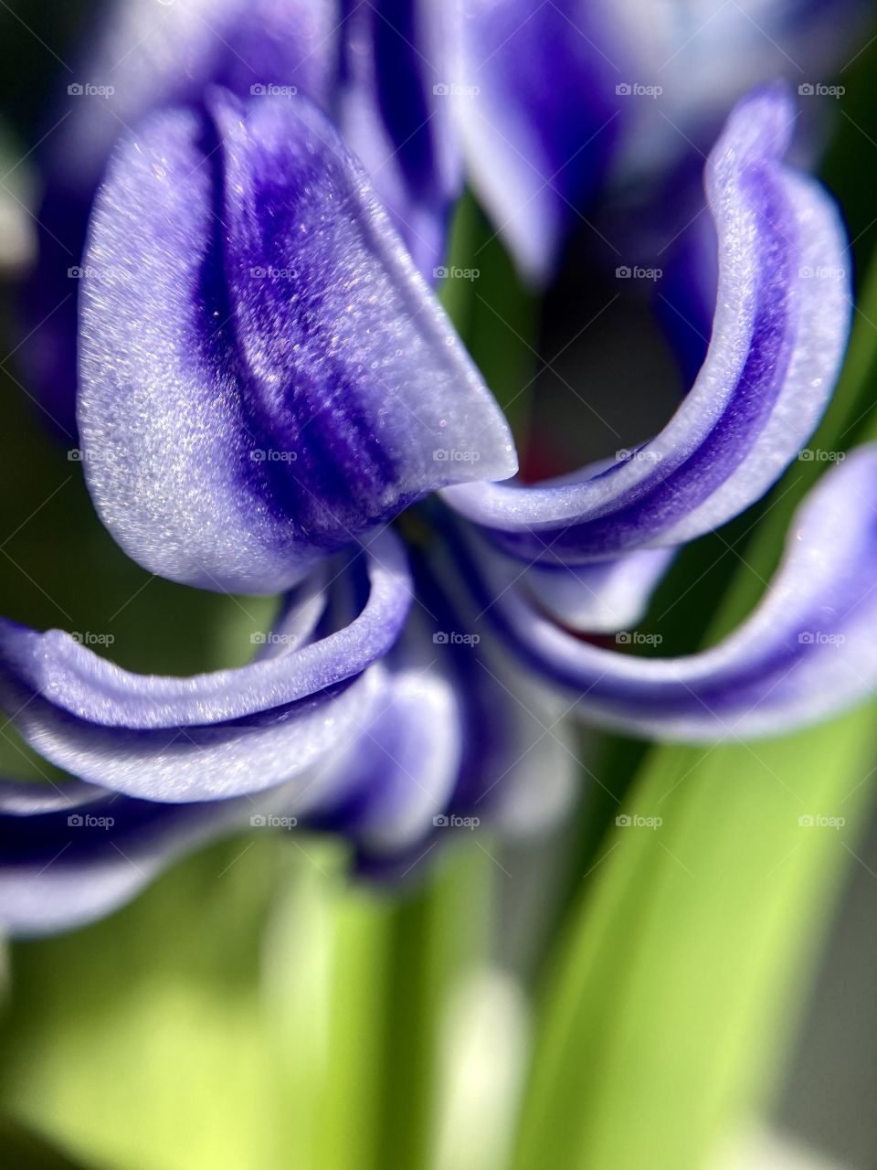 hyacinth spring flower