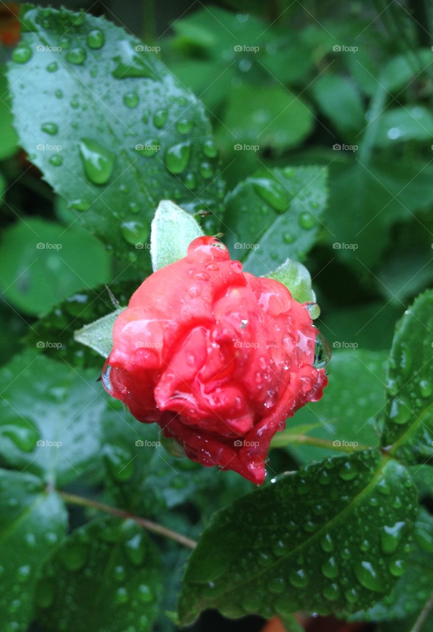 Wet rose