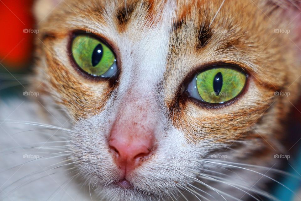 Look into the eyes of a cat. 