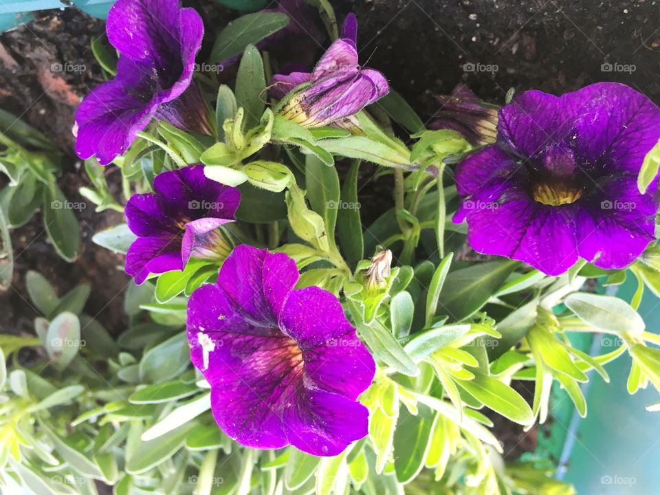 Ermosas flores moradas