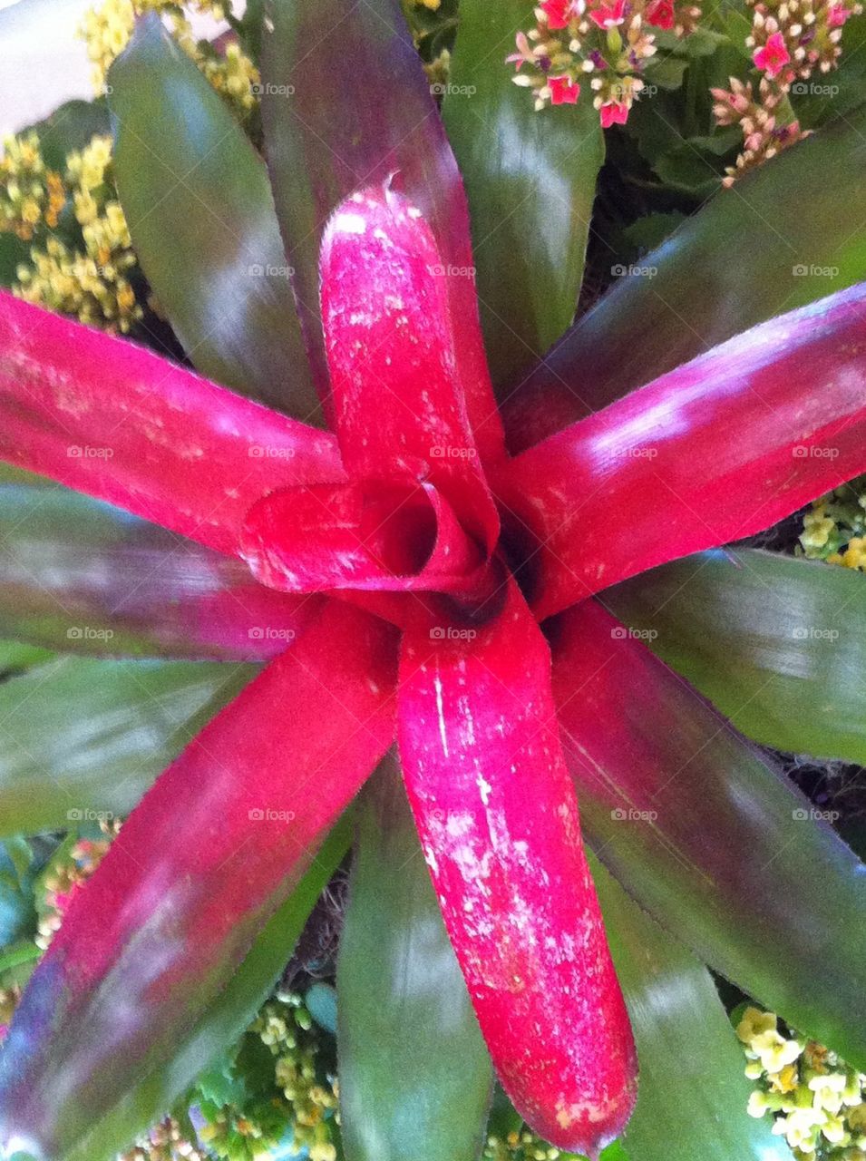 Plant, green, red