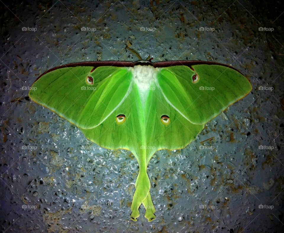 Mothra