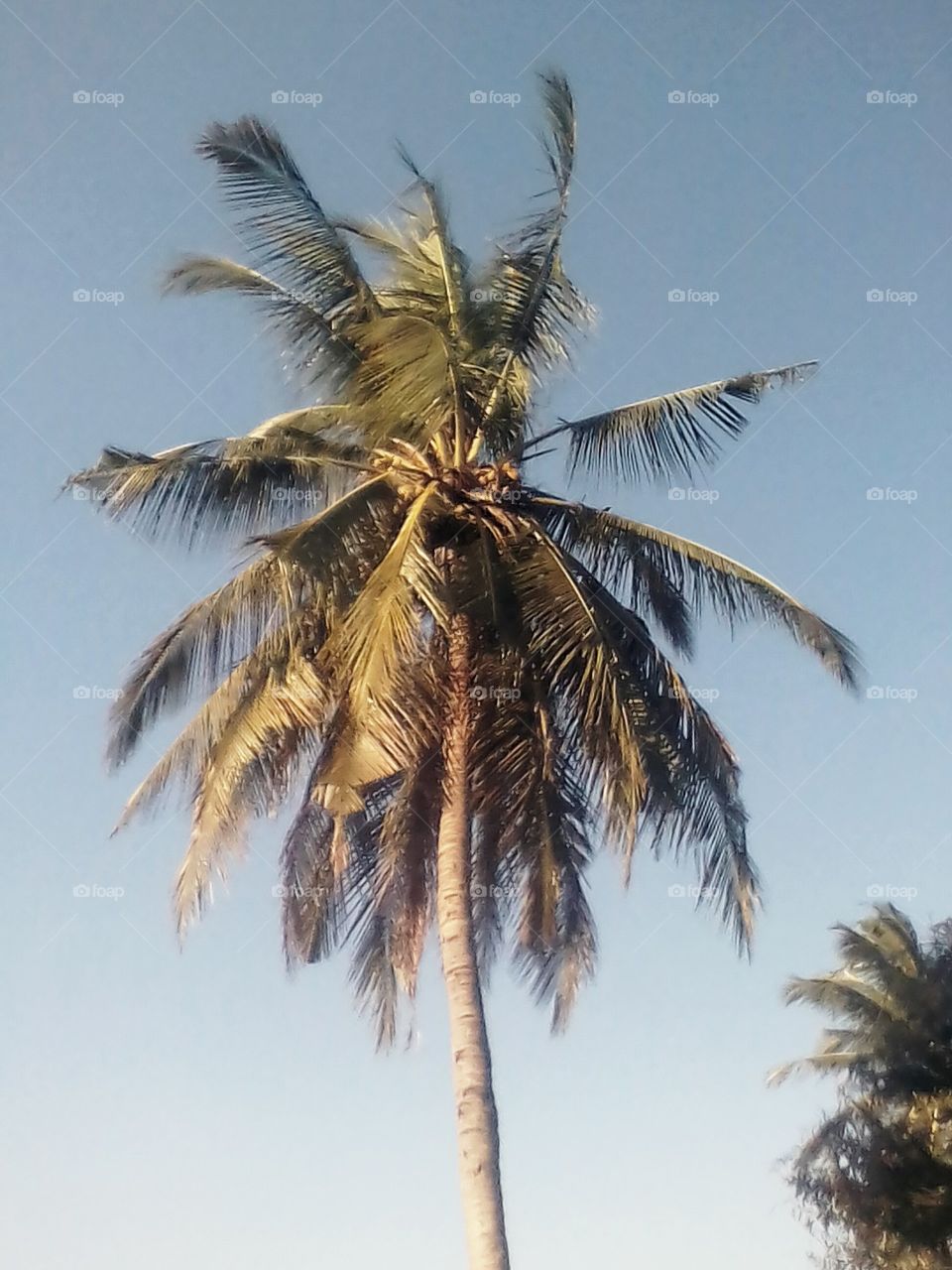 coconut tree beautiful view