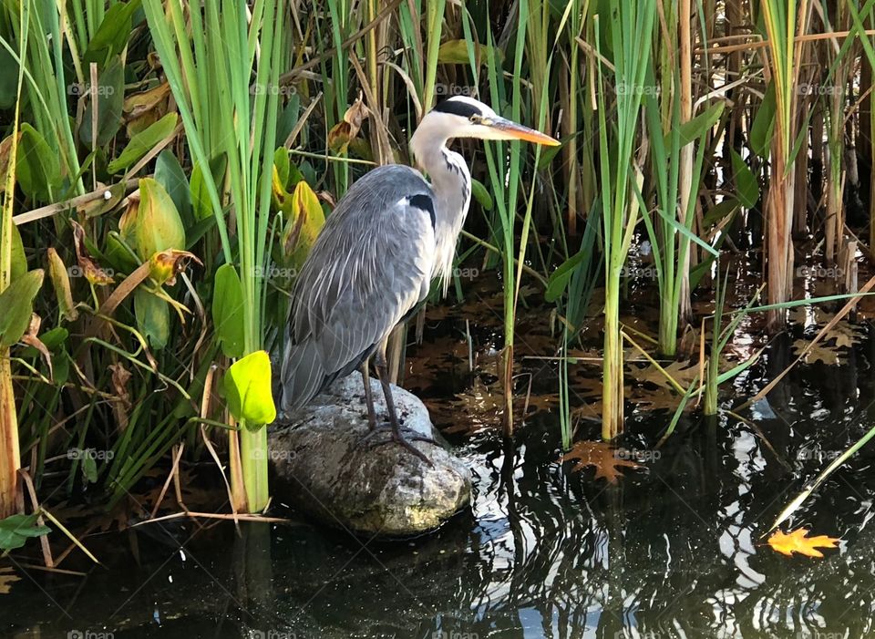 Heron in Watford pond 