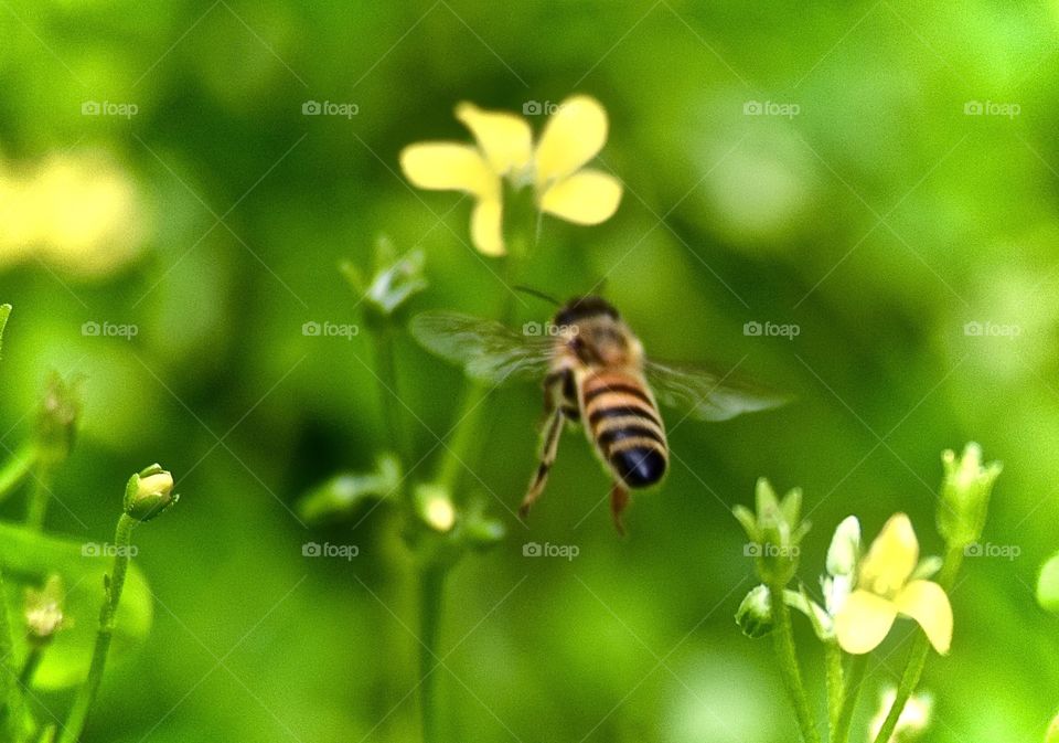Bee-lightful