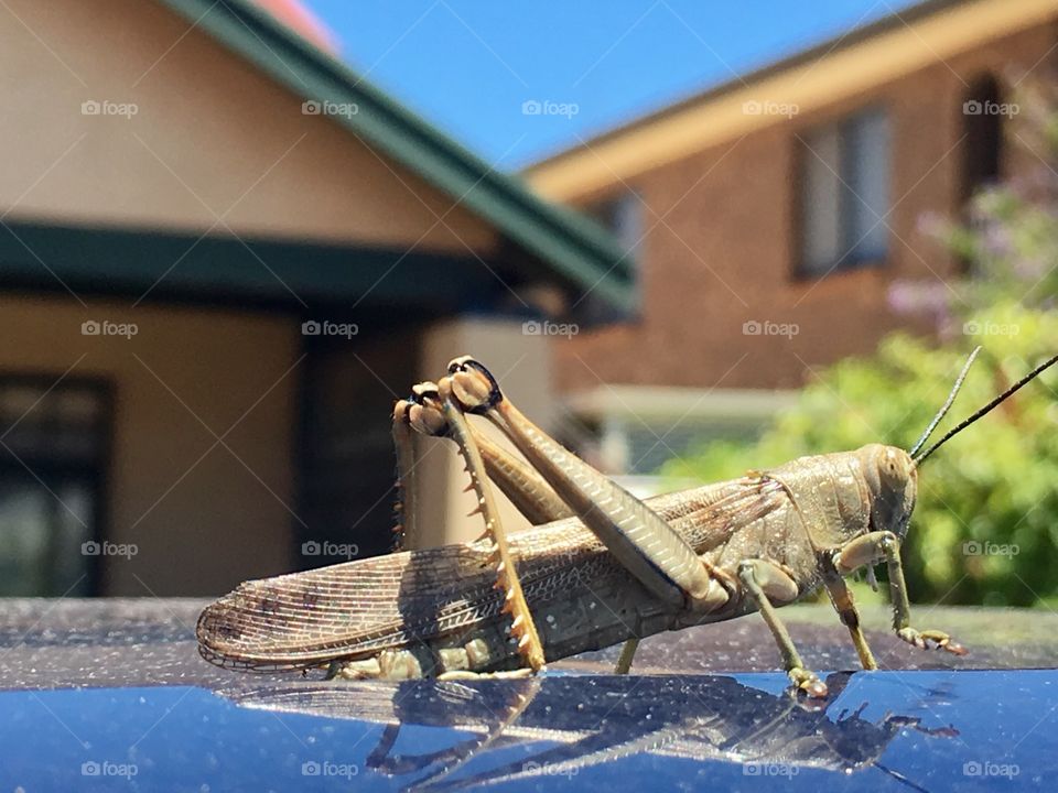 Closeup view of a giant Australian grasshopper atop my car roof side view 
