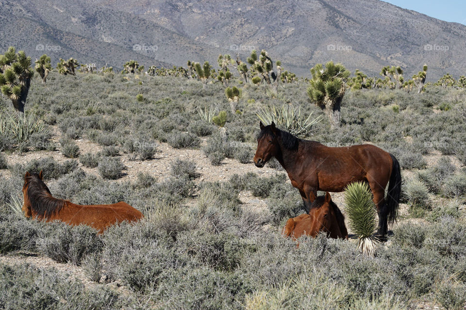 Wild horses in the Nevada