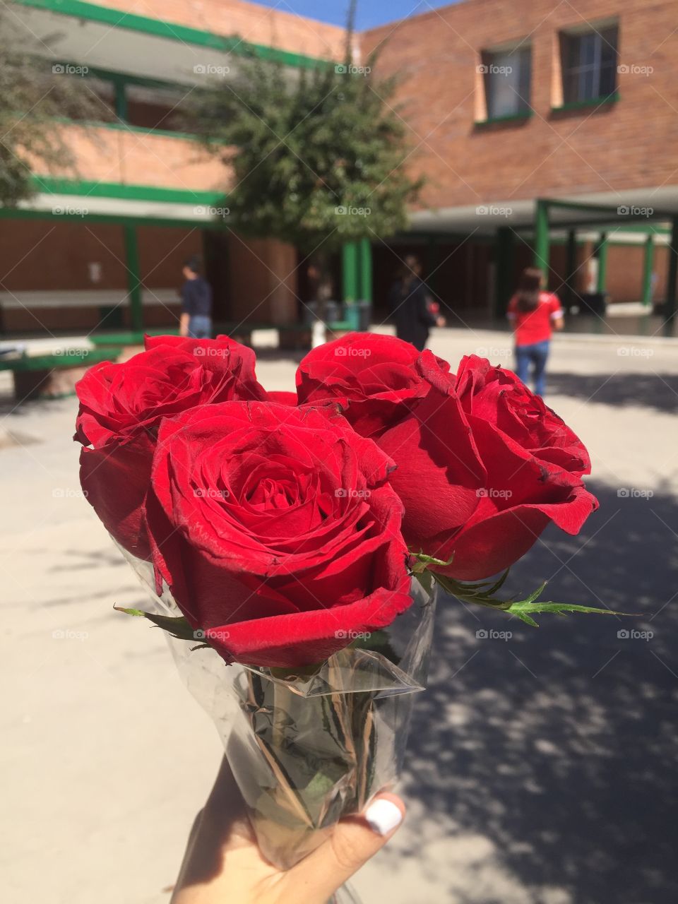 Roses of San valentines day