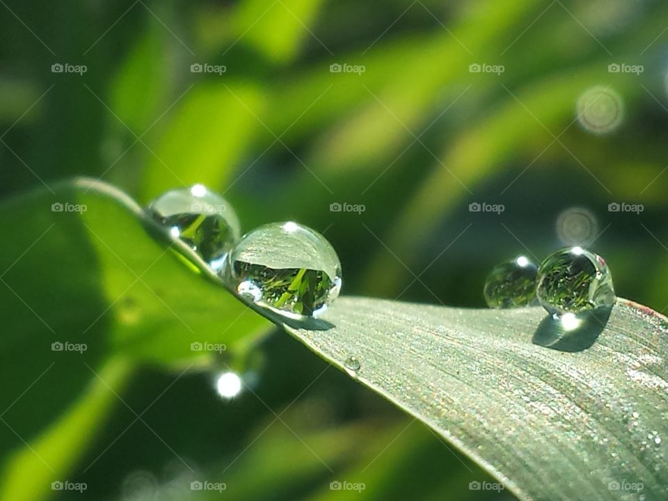 Dew Drop Diamonds