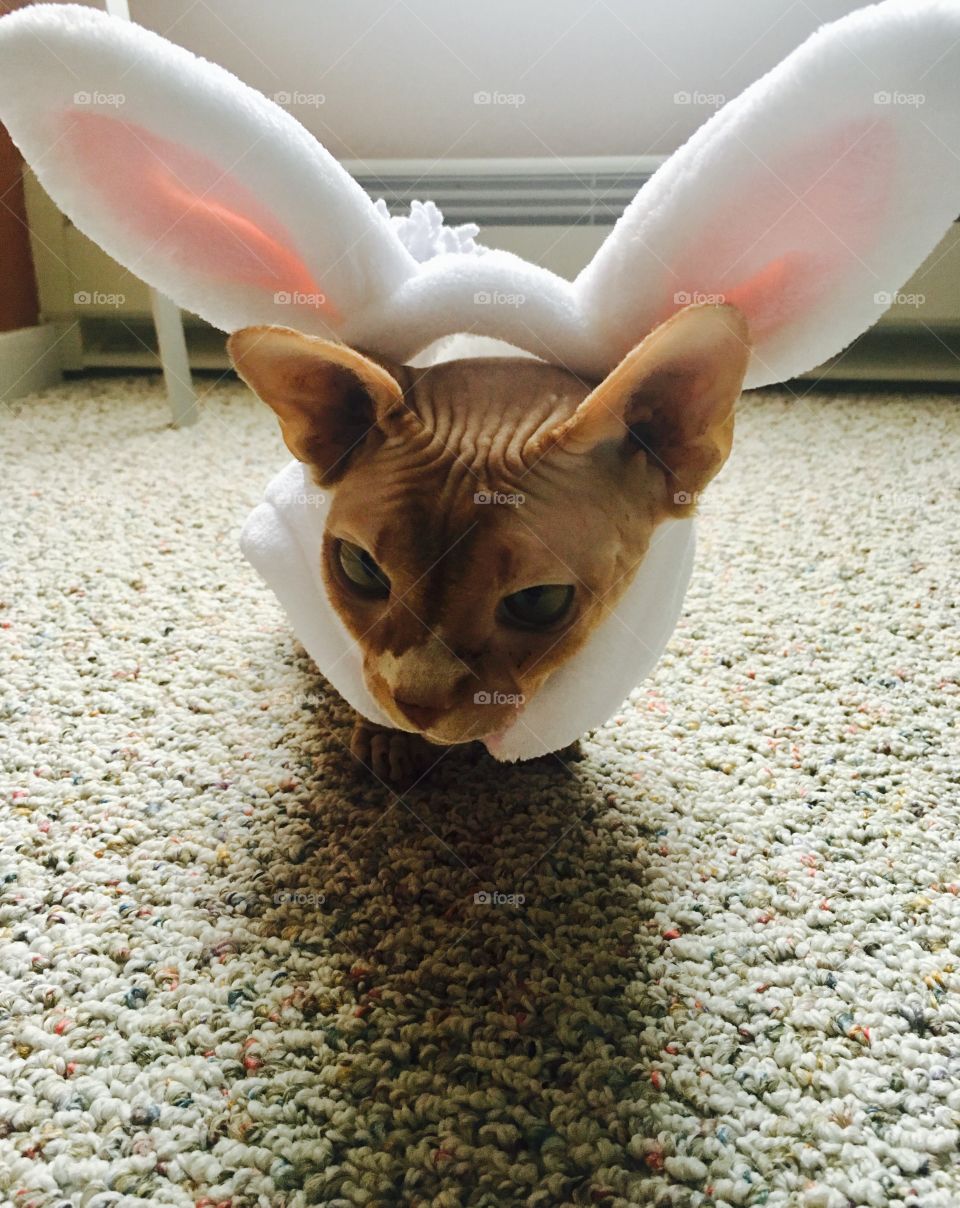 Bunny cat