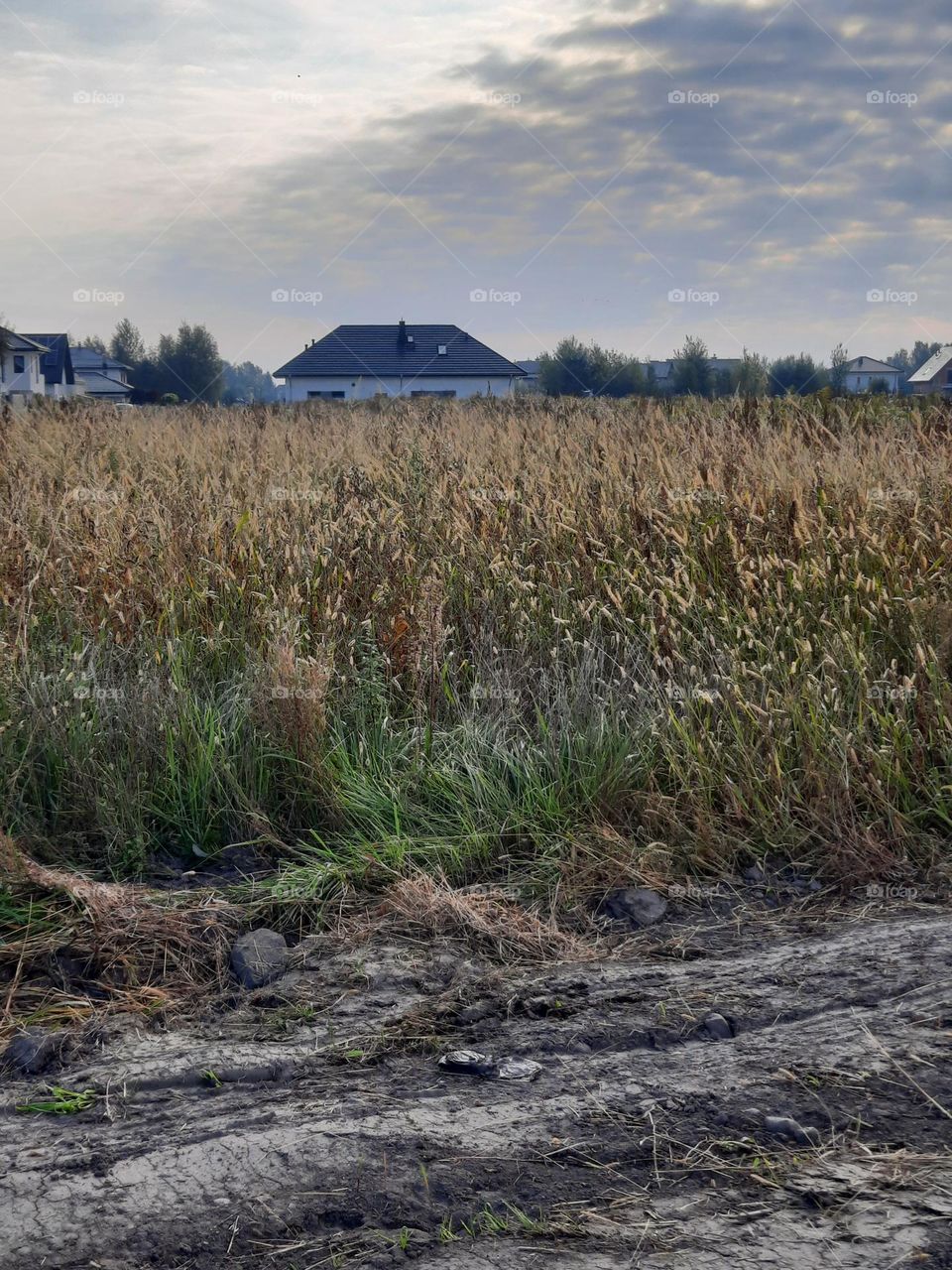 countryside  in autumn  with cloudy sky