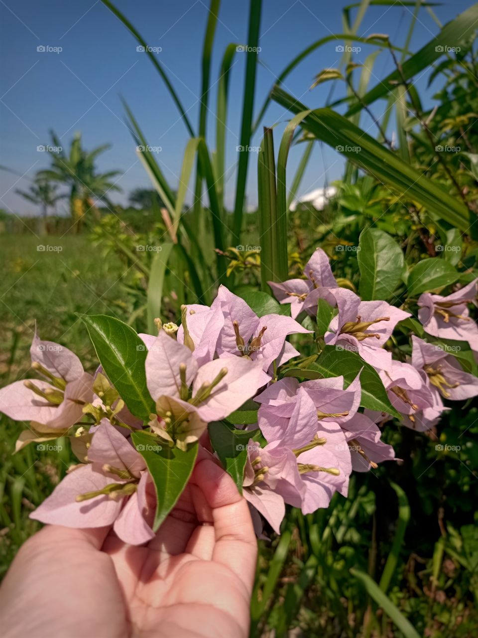 flowers