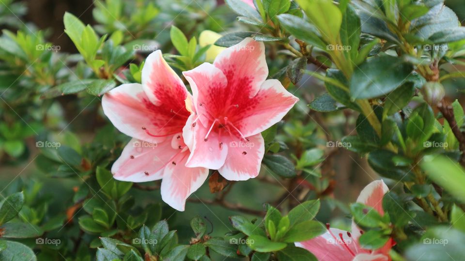 Flower Natural Pink