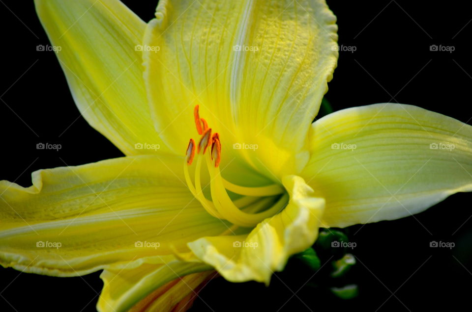 yellow lily