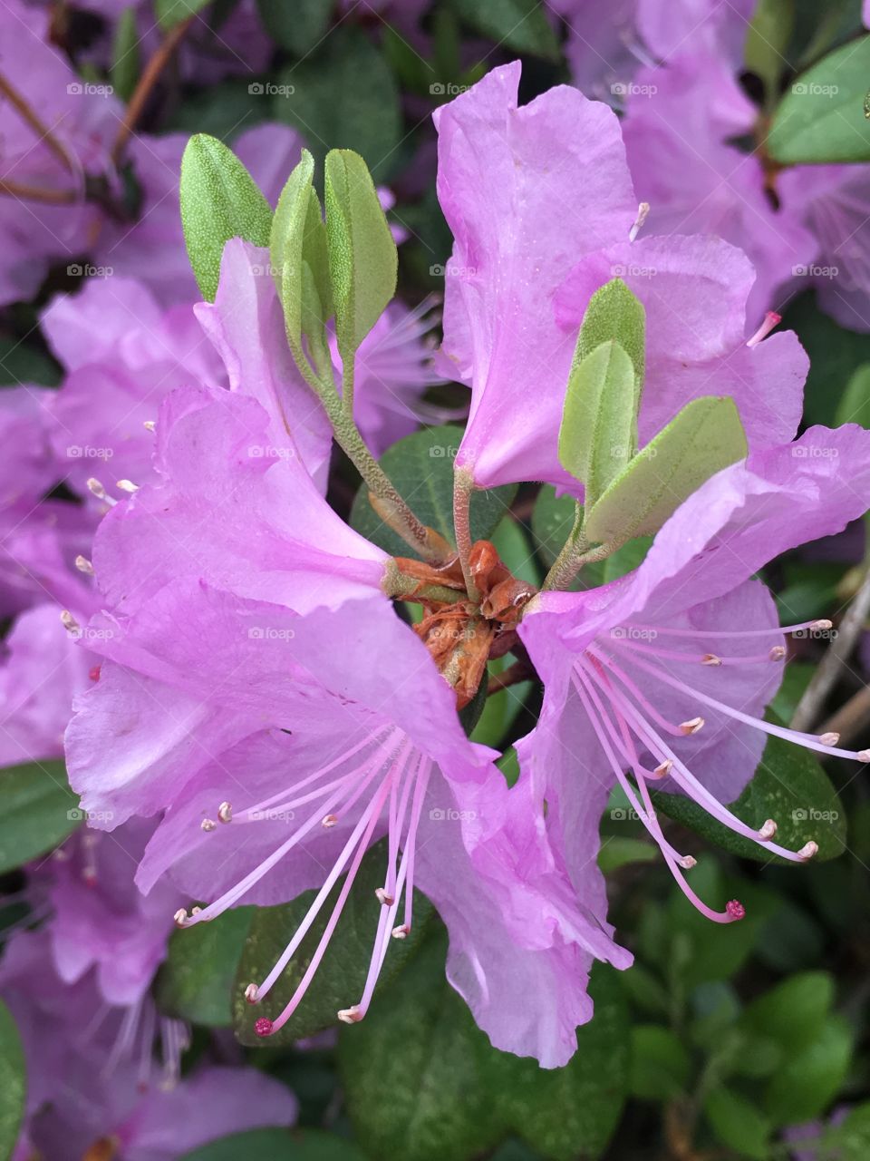 Azalea