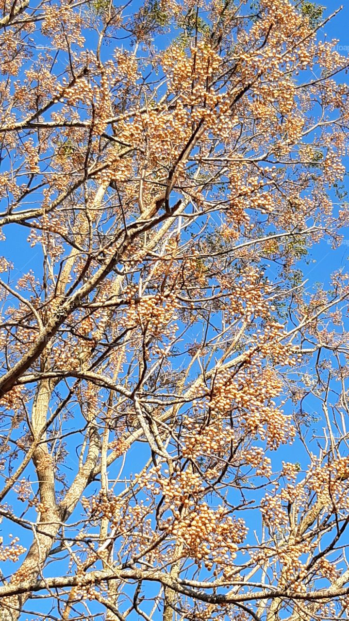 Bela árvore de sinamon,  abundância de frutos em contraste com o céu azul, faz a diferença.