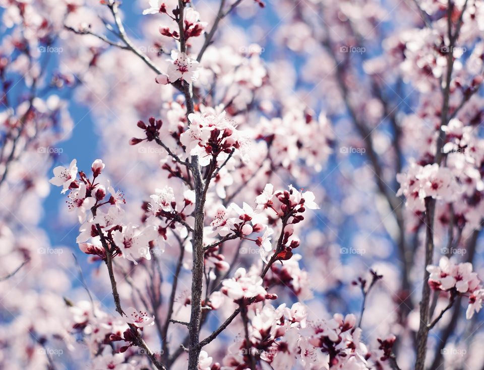 A Cherry Blossom Tree in full bloom with flowers 