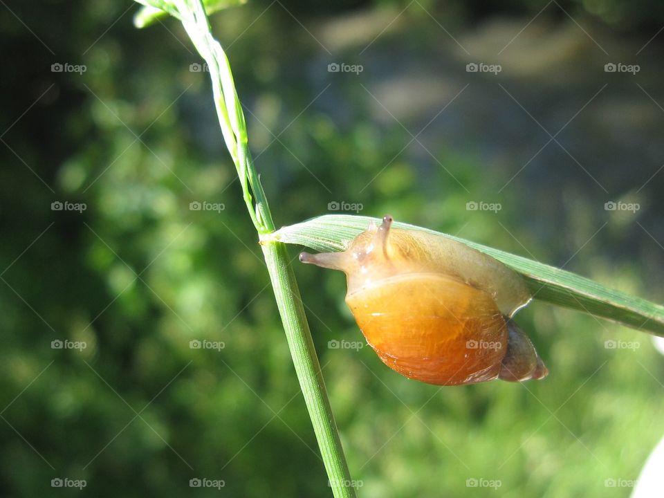 Snail on blade of grass 
