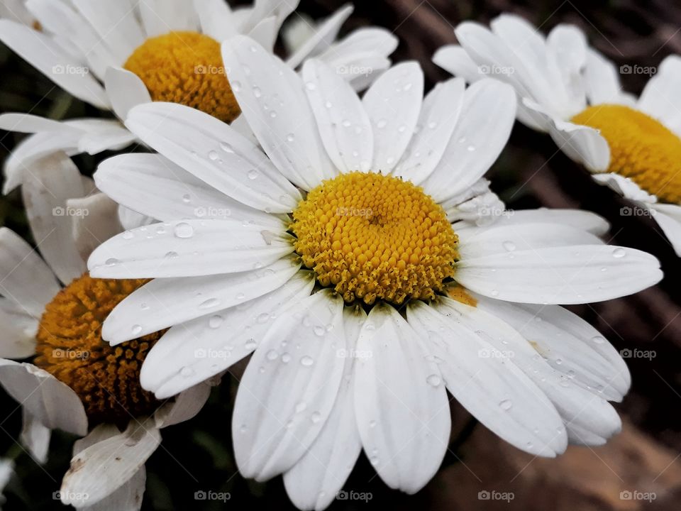 One of my favourite flowers this spring time