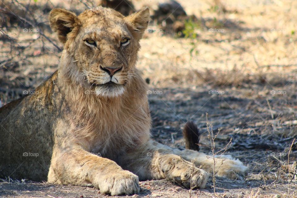 Lion in kruger national park
