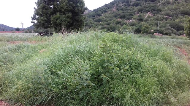 scenary of greenary