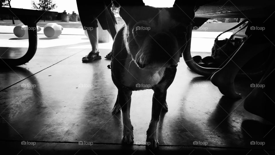 Maisy the Boston Terrier