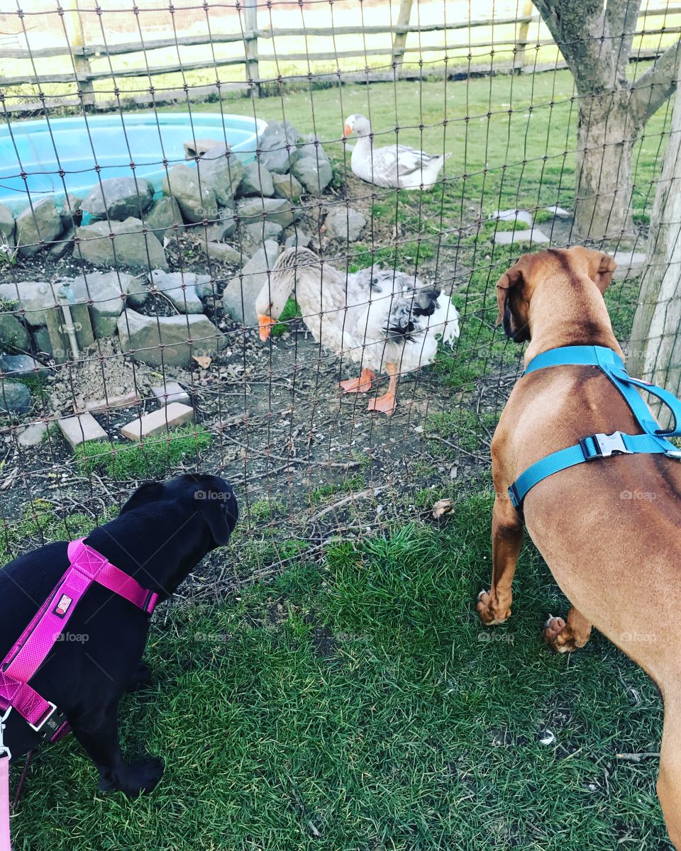 The Goose and The Pups