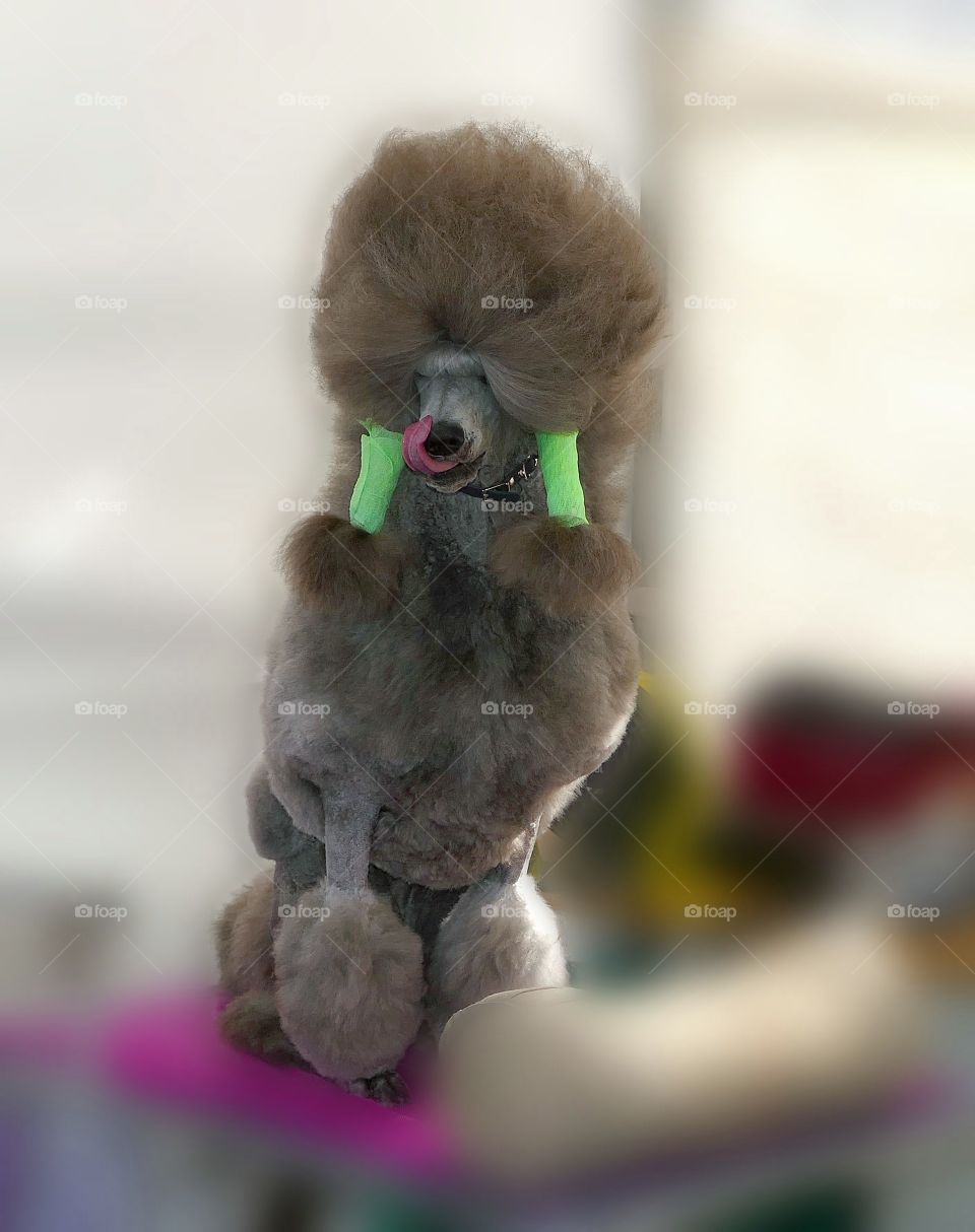 Poodle getting ready for a dog show.