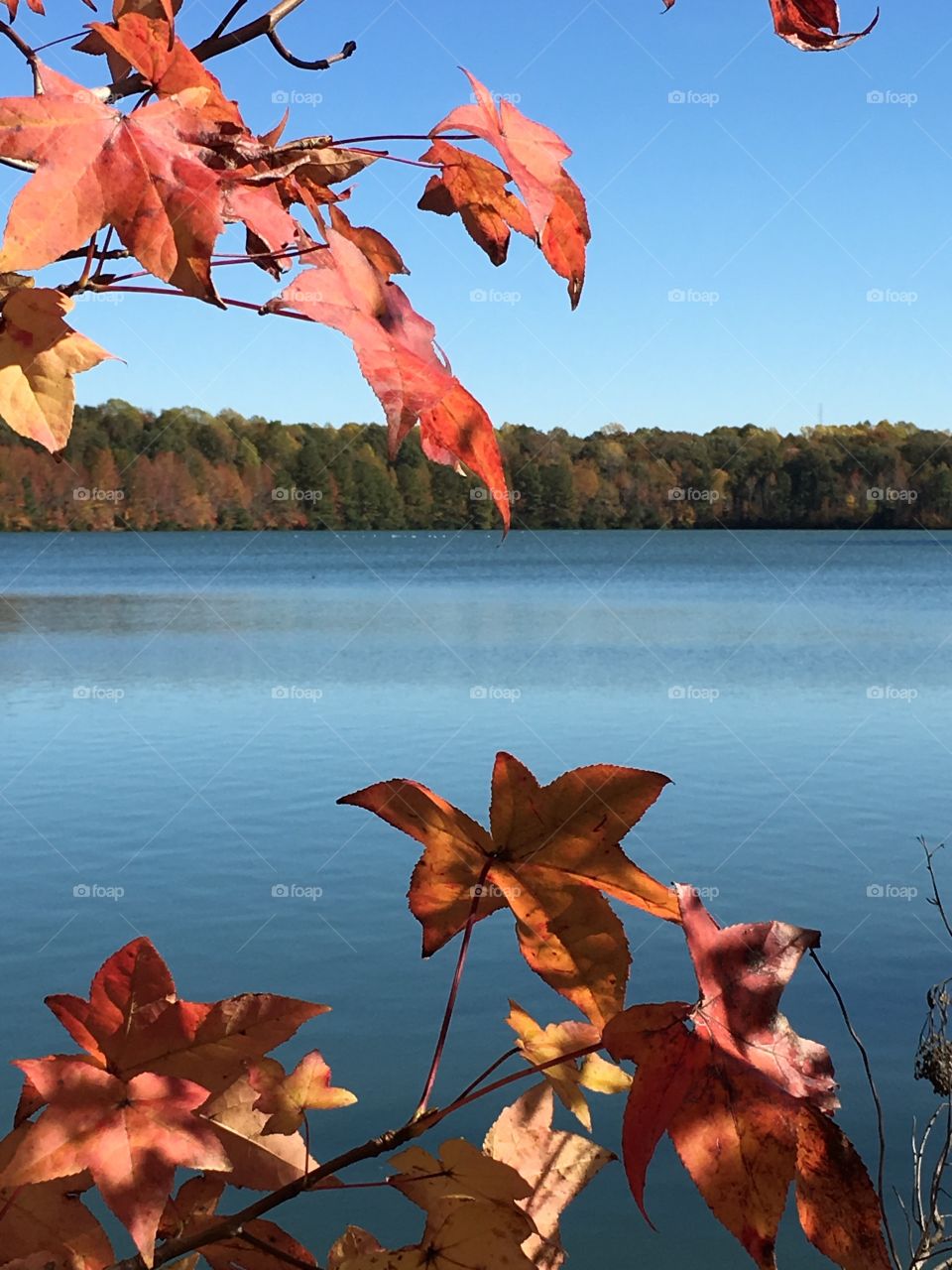 Fall colors around the lake