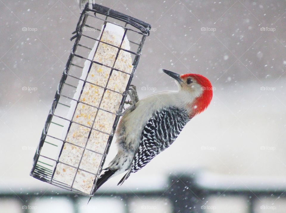 love the bird feeder, big help to the birds specially during winter. I love feeding birds and watching them. This bird is Red-bellied woodpecker.