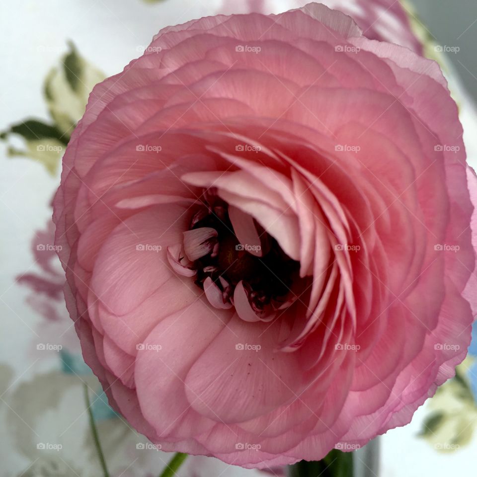 Beautiful springlike ranunculus