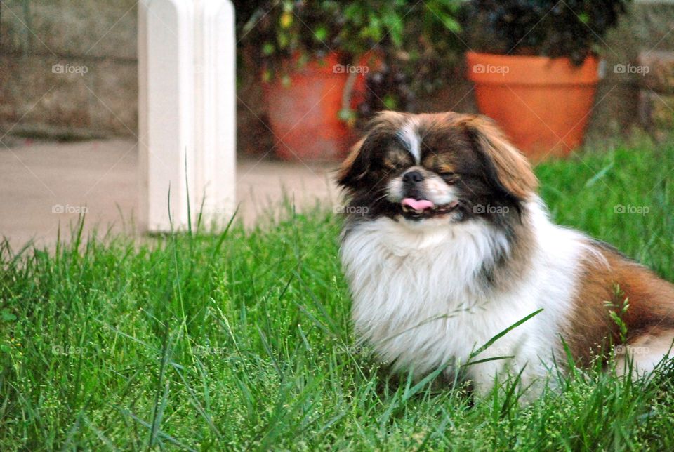 Pekingese dog smiling with eyes closed looking happy he's outside