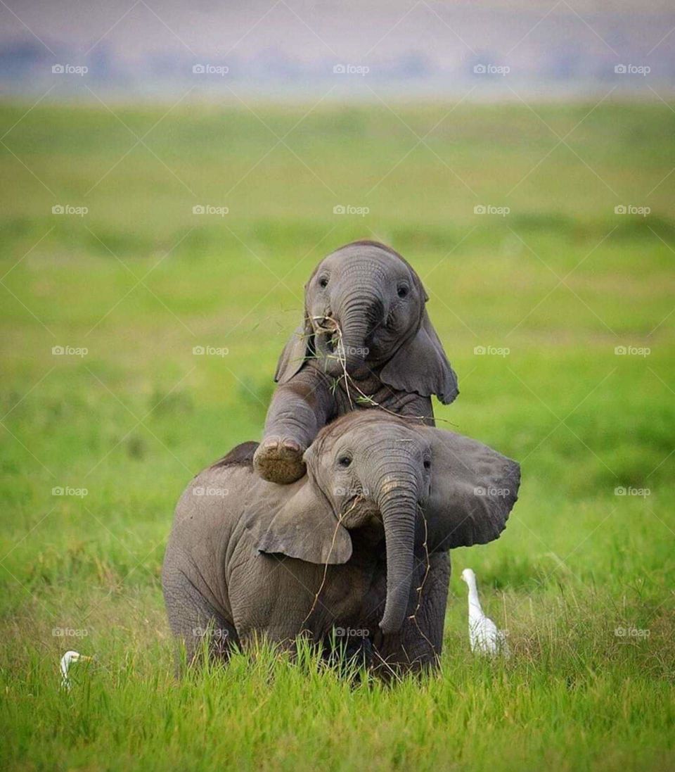 child elephant 🐘
